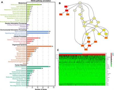 Machine learning identifies exosome features related to hepatocellular carcinoma